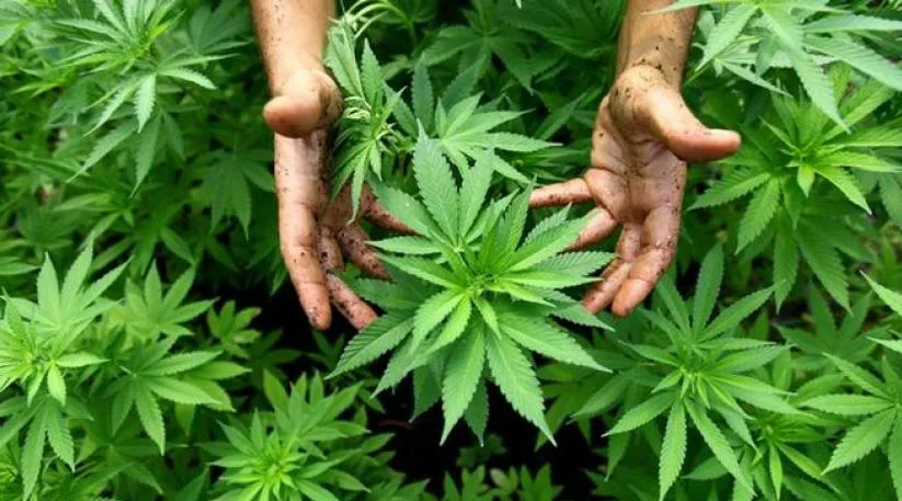 القنب الهندي