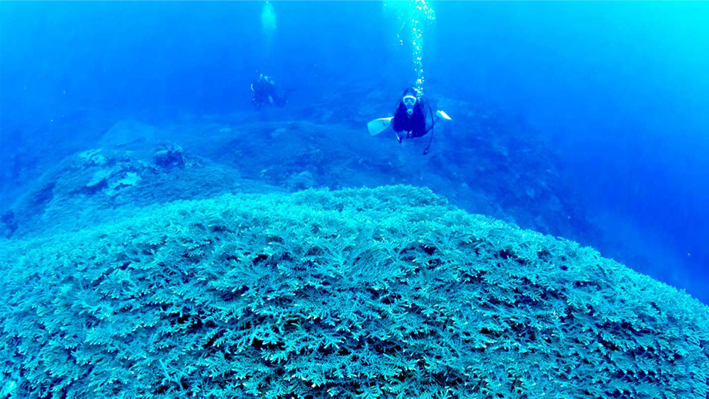 ابيضاض الشعاب المرجانية ينذر بالخطر